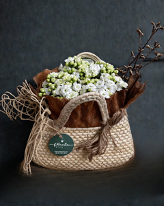 Dulce Kalanchoe