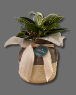 Cargar imagen en el visor de la galería, Birkin
