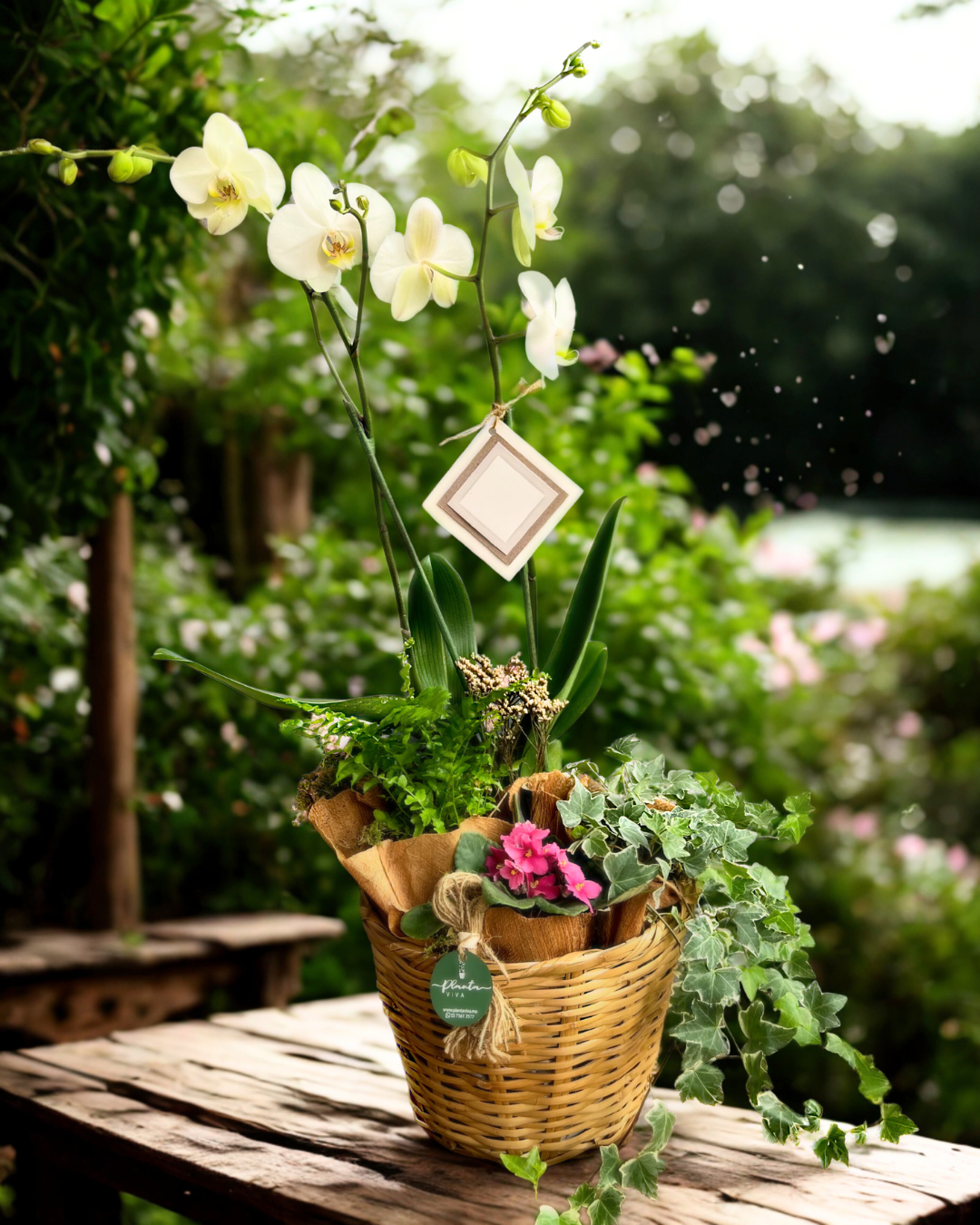 Orquídea Garden