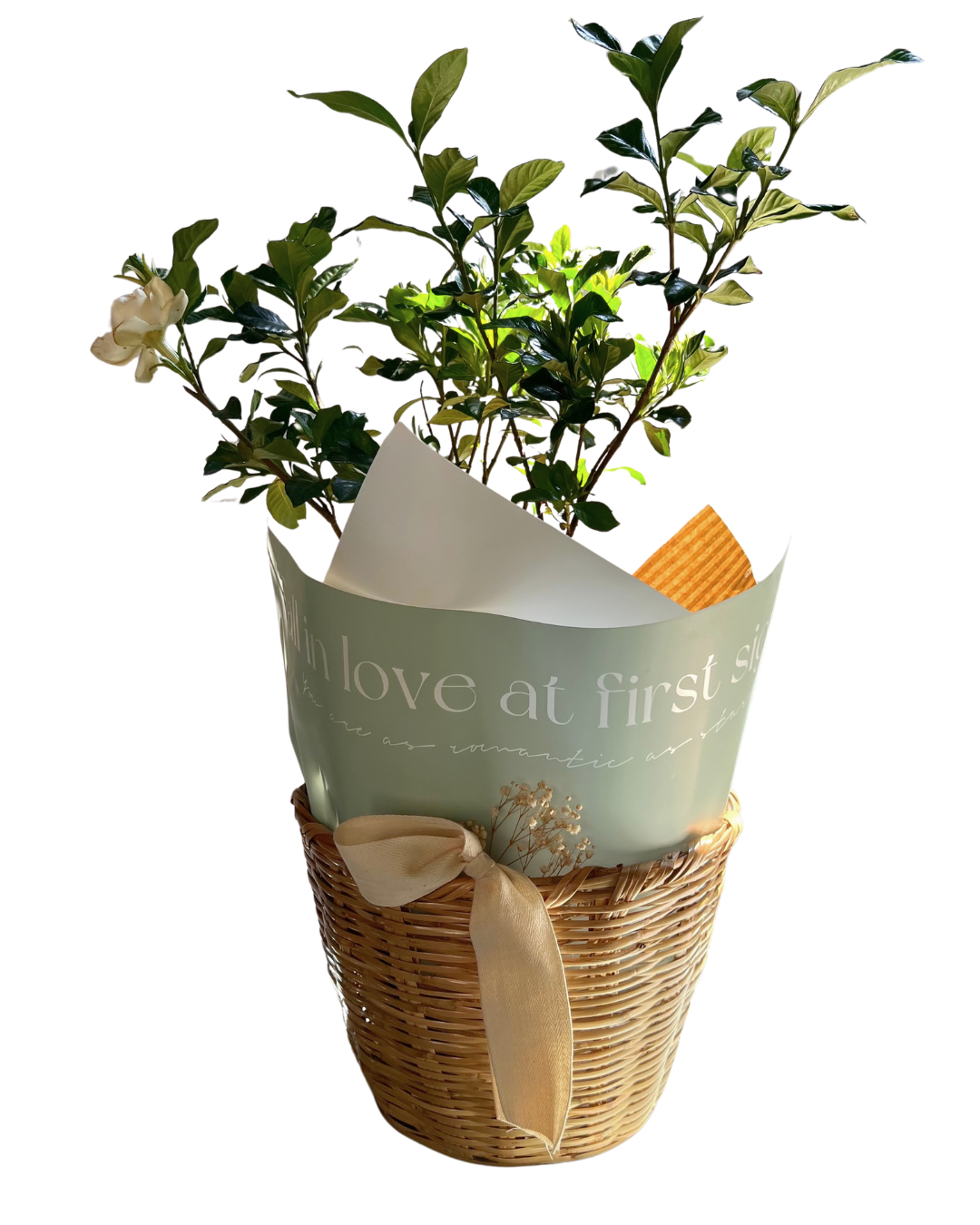 Con Aroma de Gardenias
