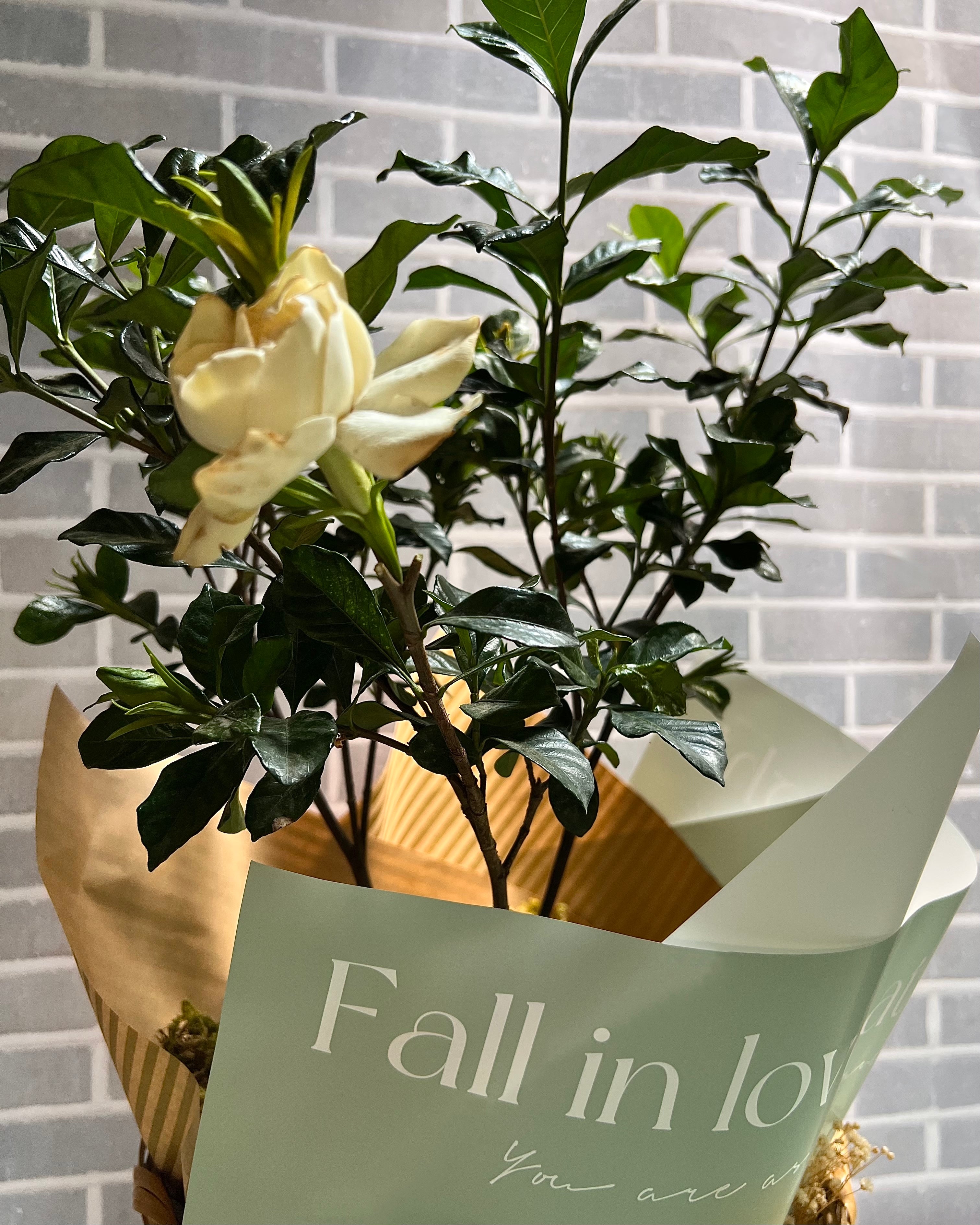 Con Aroma de Gardenias