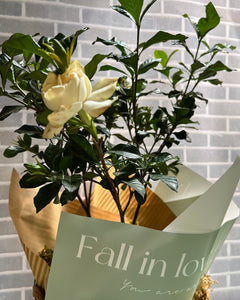 Con Aroma de Gardenias