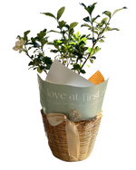 Cargar imagen en el visor de la galería, Con Aroma de Gardenias
