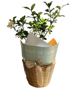 Con Aroma de Gardenias