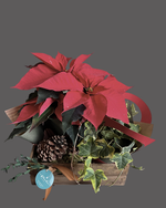 Cargar imagen en el visor de la galería, Cosecha Roja
