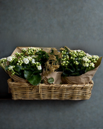 Cargar imagen en el visor de la galería, Jardín de Kalanchoes
