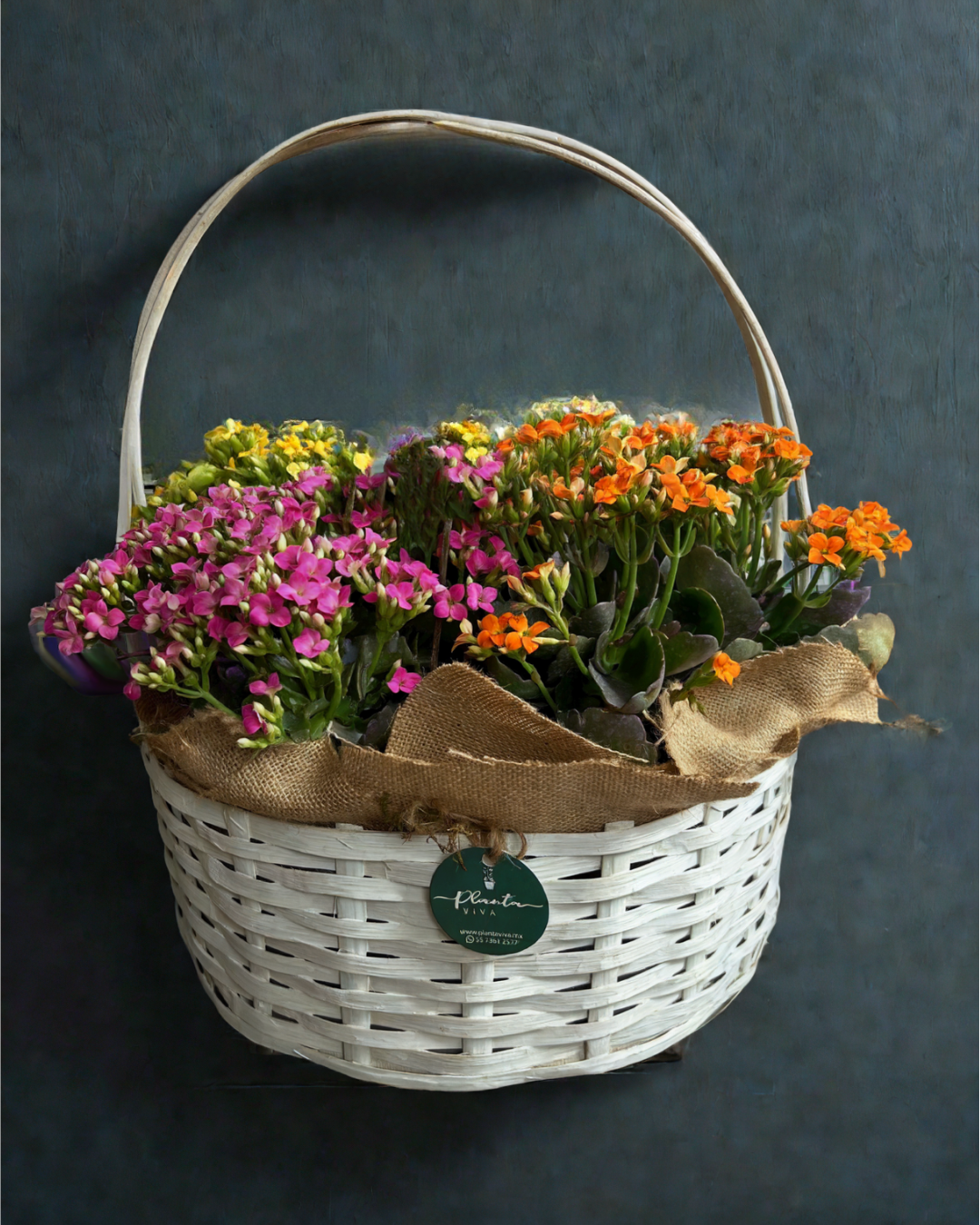 Jardín de Kalanchoes