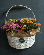 Cargar imagen en el visor de la galería, Jardín de Kalanchoes
