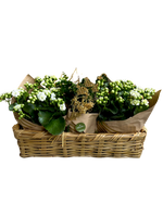 Cargar imagen en el visor de la galería, Jardín de Kalanchoes
