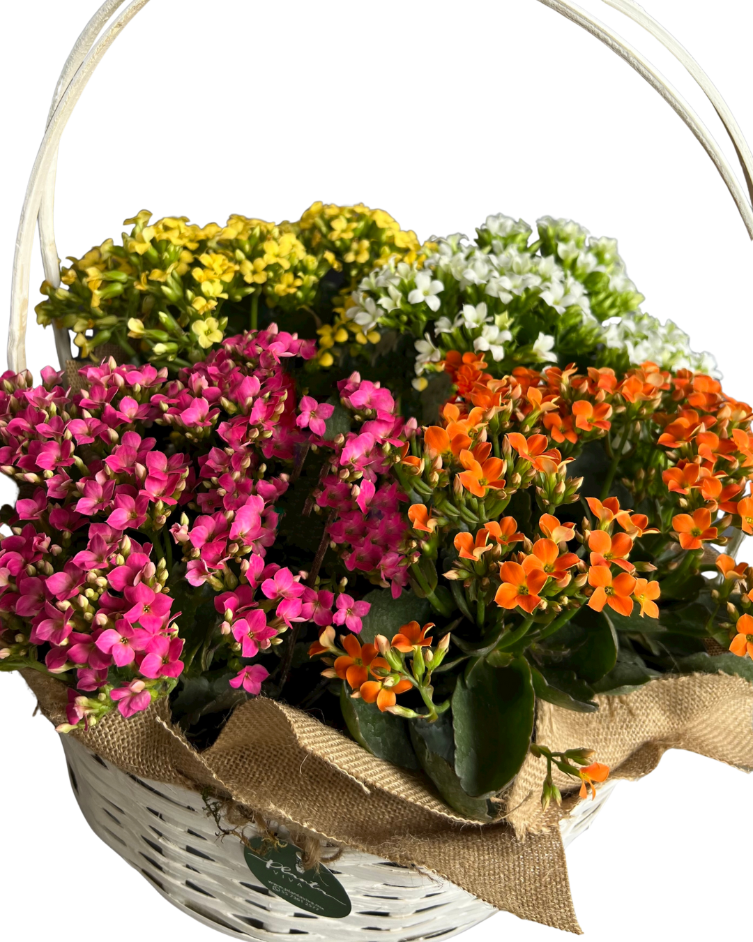 Jardín de Kalanchoes