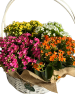 Cargar imagen en el visor de la galería, Jardín de Kalanchoes
