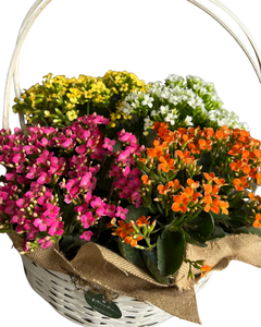 Jardín de Kalanchoes