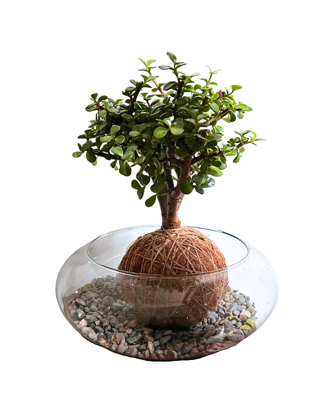 Kokedama Abundancia