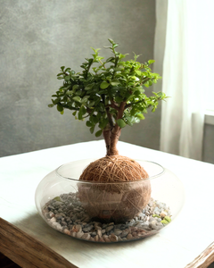 Kokedama Abundancia