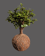 Cargar imagen en el visor de la galería, Kokedama Abundancia
