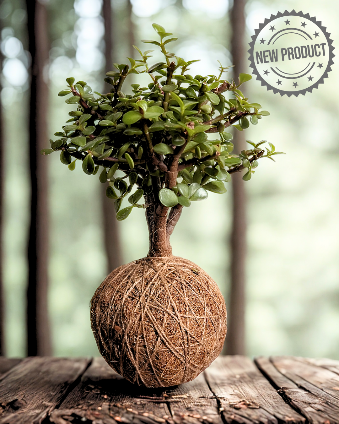 Kokedama Abundancia