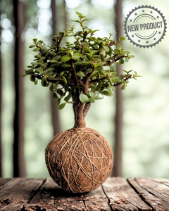 Kokedama Abundancia