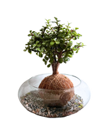 Cargar imagen en el visor de la galería, Kokedama Abundancia
