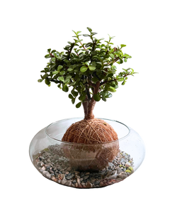 Kokedama Abundancia