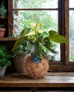 Cargar imagen en el visor de la galería, Kokedama Anturio
