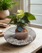 Cargar imagen en el visor de la galería, Kokedama Anturio
