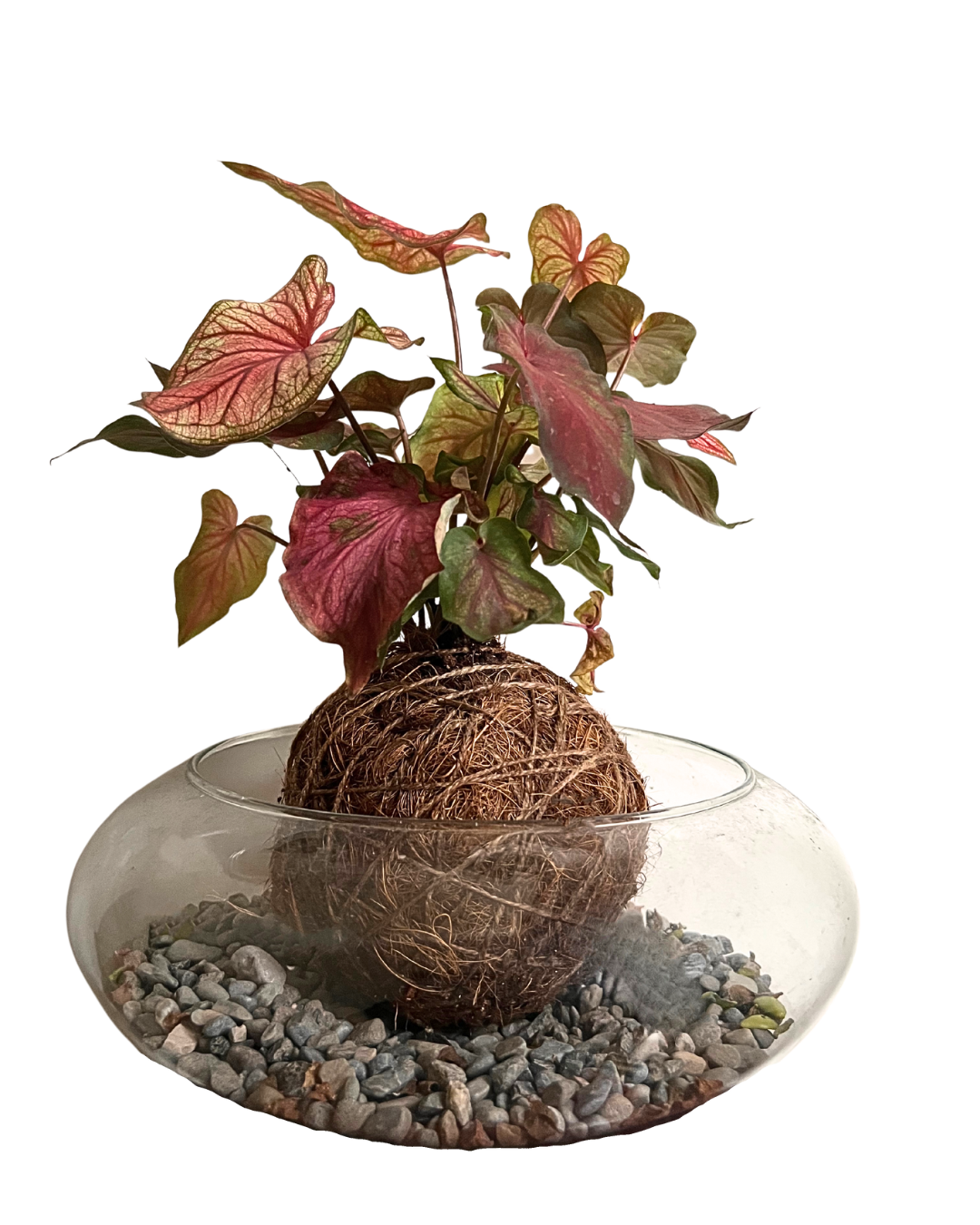 Kokedama Caladium