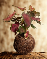 Cargar imagen en el visor de la galería, Kokedama Caladium
