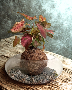 Kokedama Caladium