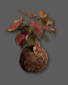 Kokedama Caladium