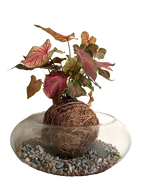 Cargar imagen en el visor de la galería, Kokedama Caladium
