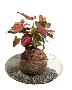 Kokedama Caladium
