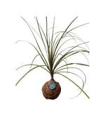 Cargar imagen en el visor de la galería, Kokedama Elefante
