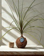 Cargar imagen en el visor de la galería, Kokedama Elefante
