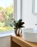 Cargar imagen en el visor de la galería, Kokedama Calathea
