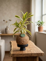 Cargar imagen en el visor de la galería, Kokedama Song of India

