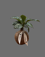 Cargar imagen en el visor de la galería, Kokedama Afelandra
