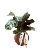 Cargar imagen en el visor de la galería, Kokedama Calathea
