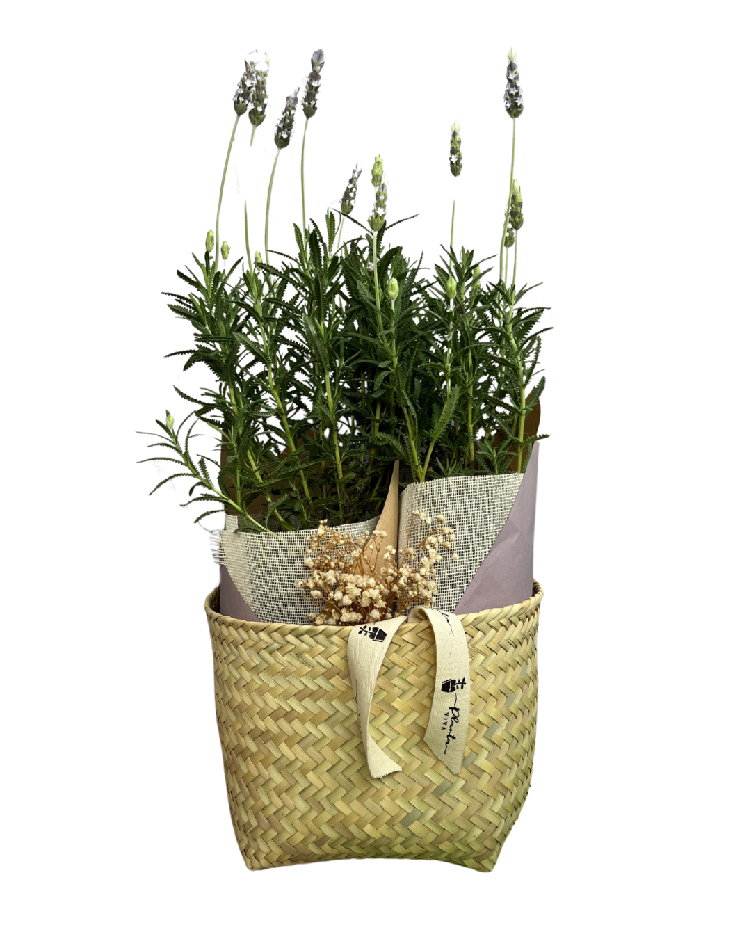 Lavanda Relax