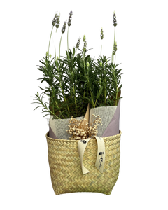 Lavanda Relax