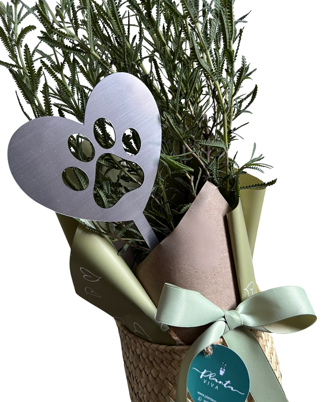 Lavanda Dulce Compañía