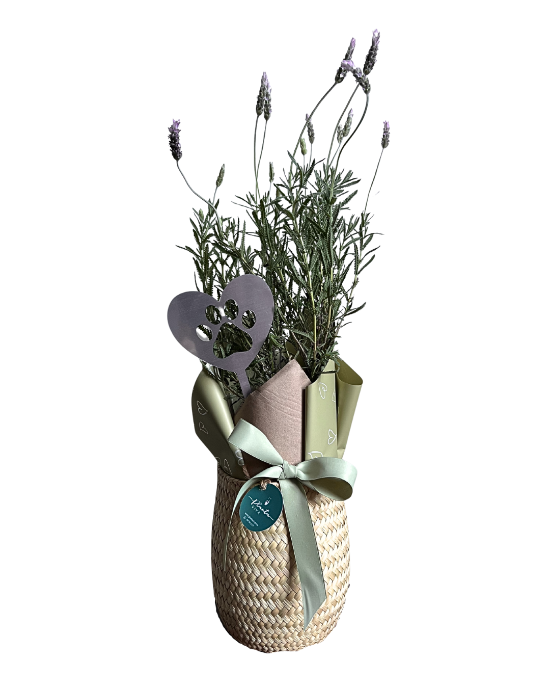 Lavanda Dulce Compañía