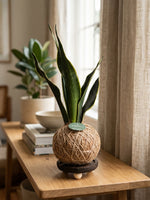 Cargar imagen en el visor de la galería, Kokedama Sansevieria
