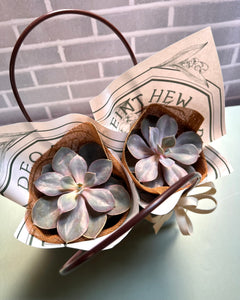 Luz Agave