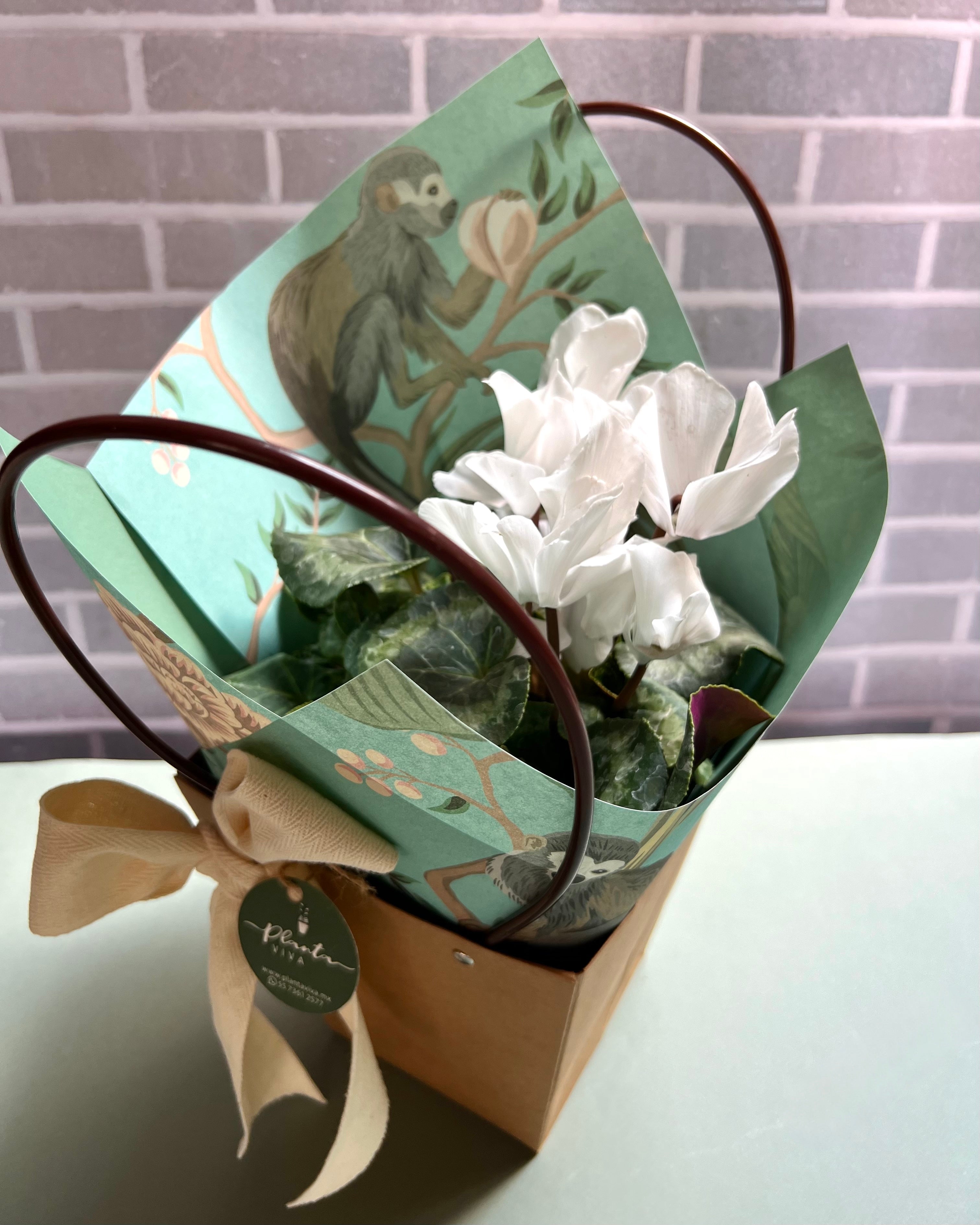 Cyclamen White Lotus