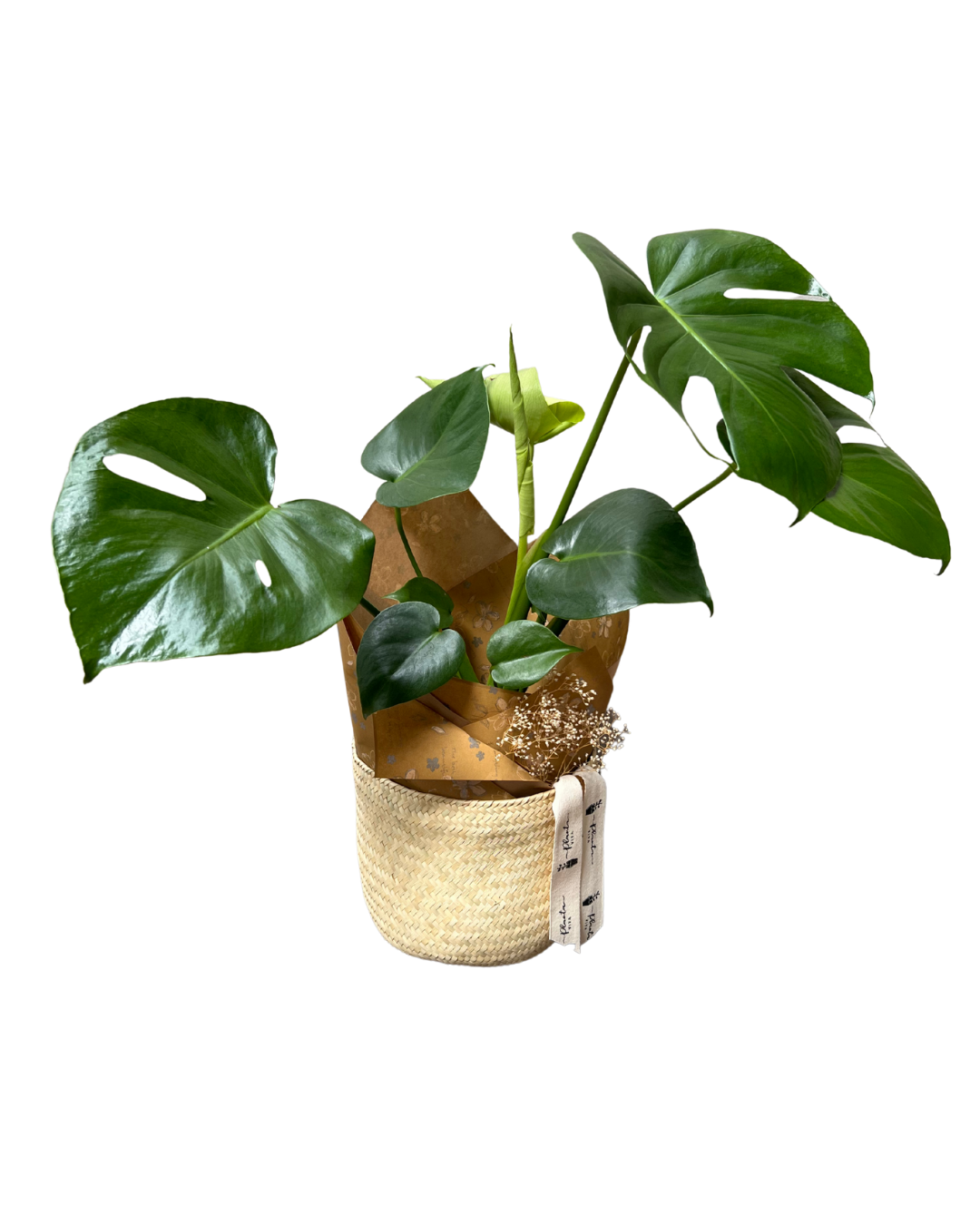 Mosntera