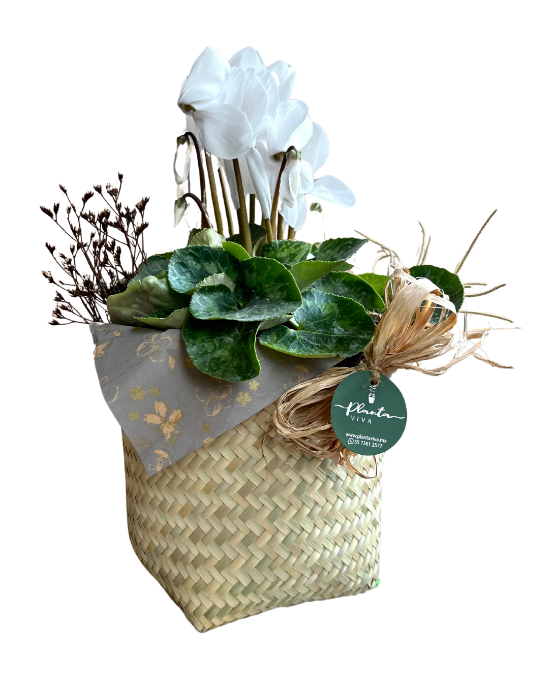Cyclamen Oaxaca