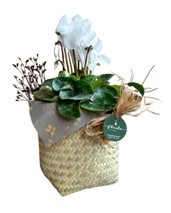 Cyclamen Oaxaca