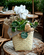 Cargar imagen en el visor de la galería, Cyclamen Oaxaca

