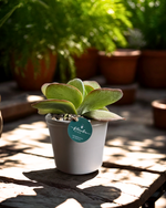 Cargar imagen en el visor de la galería, Corazón Verde
