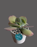 Cargar imagen en el visor de la galería, Corazón Verde
